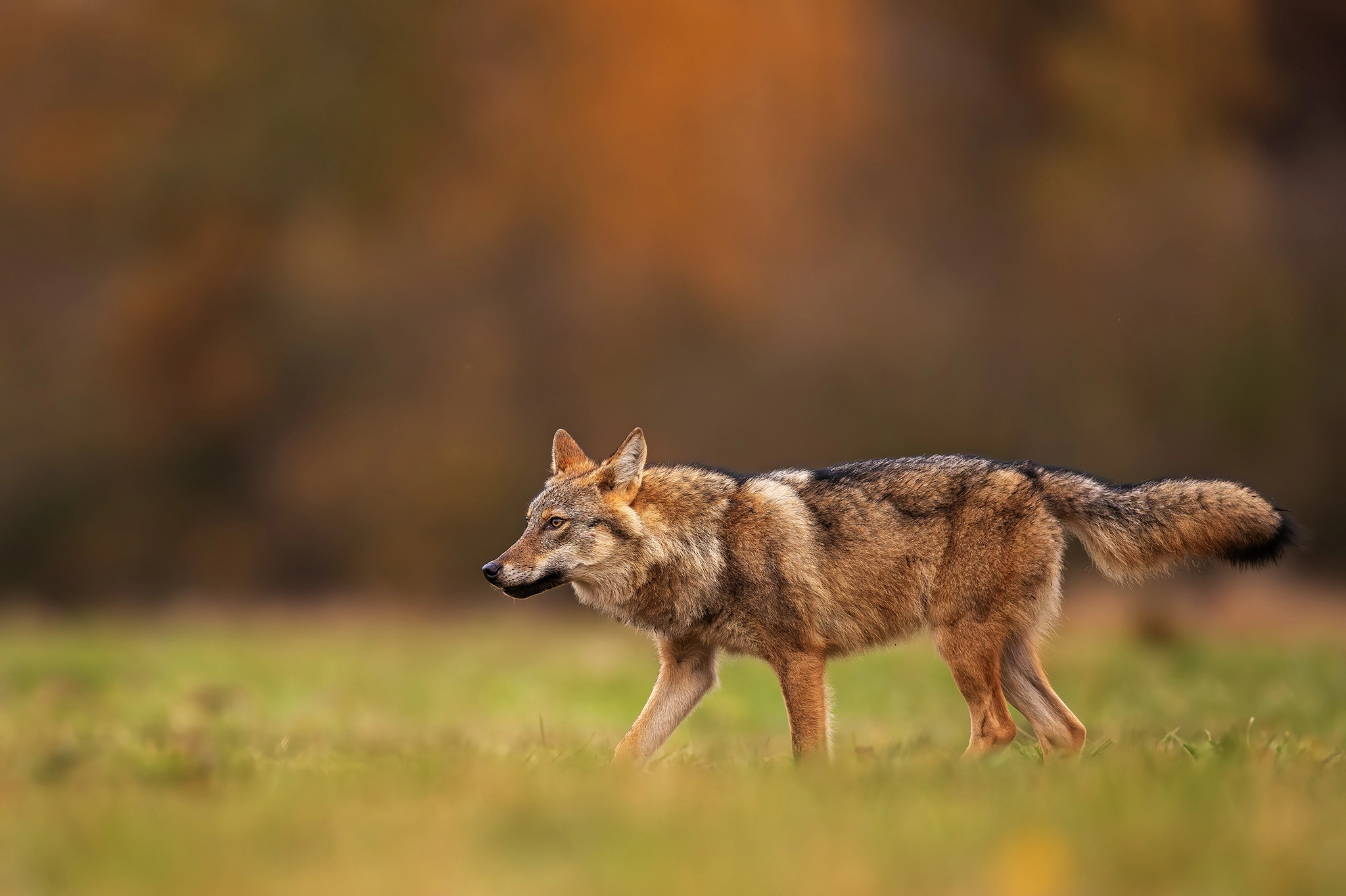 White-tailed Eagle Expedition gallery image 1